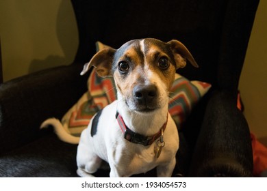 Little jack Russell dog on a favorite chair