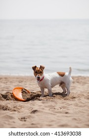 Little Jack Russell Puppy Playing With Frisbee Disc On The Beach Digging Sand. Cute Small Domestic Dog, Good Friend For A Family And Kids. Friendly And Playful Canine Breed