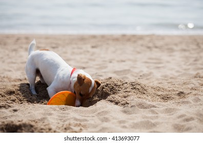 Little Jack Russell Puppy Playing With Frisbee Disc On The Beach Digging Sand. Cute Small Domestic Dog, Good Friend For A Family And Kids. Friendly And Playful Canine Breed