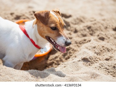 Little Jack Russell Puppy Playing With Frisbee Disc On The Beach Digging Sand. Cute Small Domestic Dog, Good Friend For A Family And Kids. Friendly And Playful Canine Breed