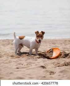 Little Jack Russell Puppy Playing With Frisbee Disc On Beach Digging Sand.Cute Small Domestic Dog,good Friend For Family & Kids.Jack Russel Terrier Dog Plays On The Beach With A Toy.Adorable Young Dog