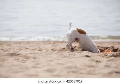 Little Jack Russell Puppy Playing With Frisbee Disc On The Beach Digging Sand. Cute Small Domestic Dog, Good Friend For A Family And Kids. Friendly And Playful Canine Breed