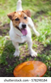 Little Jack Russell Puppy Plying With Frisbee Disc In Green Park. Cute Small Domestic Dog, Good Friend For A Family And Kids. Friendly And Playful Canine Breed