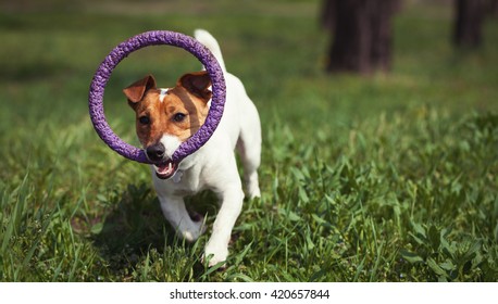 Summer Puppy Stock Photos Images Photography Shutterstock