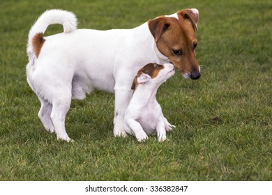 Little Jack Russell Terrier Playing