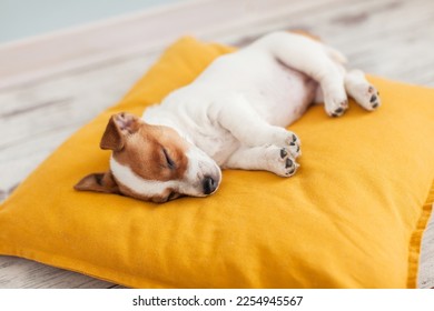 Little Jack Russell terrier puppy sleeping peacefully on soft yellow bed. Small white and brown dog is resting at home - Powered by Shutterstock