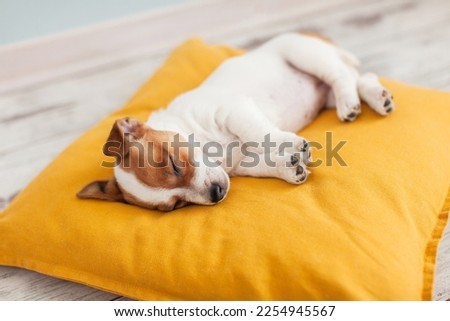 Little Jack Russell terrier puppy sleeping peacefully on soft yellow bed. Small white and brown dog is resting at home