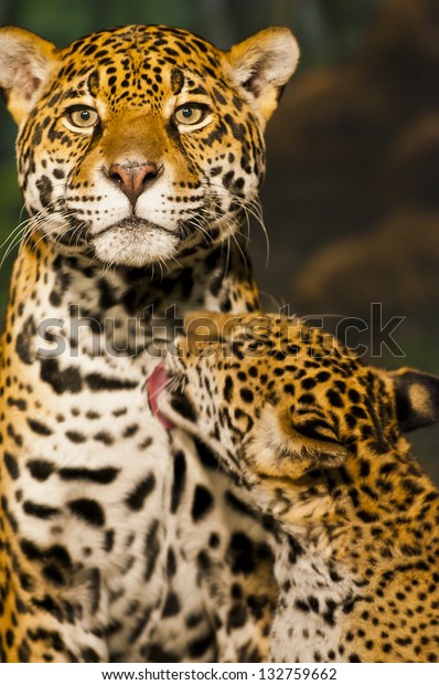 Little Jaguar Cub Licking His Mothers Stock Photo 132759662 | Shutterstock