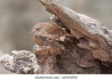 Little Jenny Wren