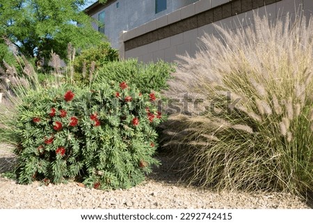 Little John dwarf bottlebrush shrub with bright red flowers and clump of Fountain grass complementing xeriscaped road sides in Arizona 