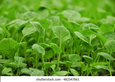Little Kale Vegetable In The Farm