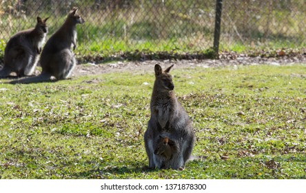 Little Kangaroo Young Scrotum 2 Other Stock Photo 1371878300 | Shutterstock