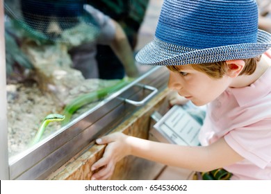 Little Kid Boy Admire Poisonous Green Snake In Terrarium Through The Glass In Zoo. Happy School Child Watching And Observing Animals And Reptiles. Family Leisure With Kids