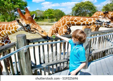 Little kid boy watching and feeding giraffe in zoo. Happy child having fun with animals safari park on warm summer day. - Shutterstock ID 519325696
