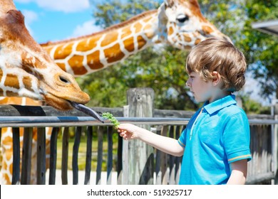 Little kid boy watching and feeding giraffe in zoo. Happy child having fun with animals safari park on warm summer day.
