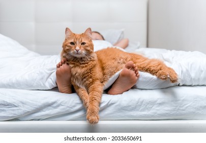 Little Kid Lying In Bed Under The White Blanket With Cat Lying On Feet At Home. Child Foot With Ginger Cat Sleeping Together. Fluffy Red Pet. Domestic Animal.