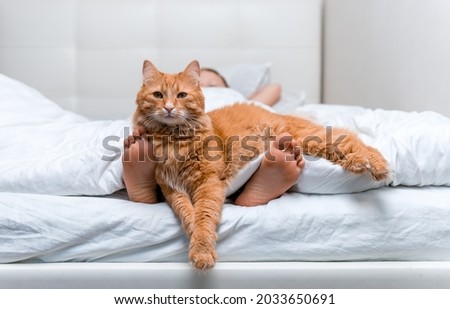 Little kid lying in bed under the white blanket with cat lying on feet at home. Child foot with ginger cat sleeping together. Fluffy red pet. Domestic animal.
