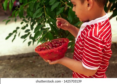 Little Kid Picking Cherries In The Garden. 6-year Old Middle Eastern Boy Picking Raw Cherry Fruit. Family Having Fun At Harvest Time.