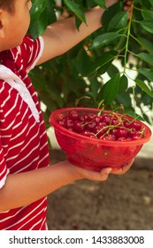 Little Kid Picking Cherries In The Garden. 6-year Old Middle Eastern Boy Picking Raw Cherry Fruit. Family Having Fun At Harvest Time.