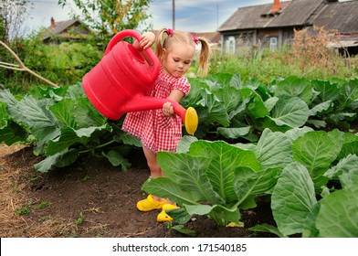 Little Kid Watering Cabbage In The Kitchen Garden