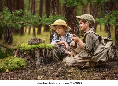 Little kids tourists met a hedgehog on a stump in the forest - Powered by Shutterstock