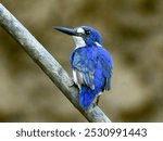 Little Kingfisher - Ceyx pusillus in Australia