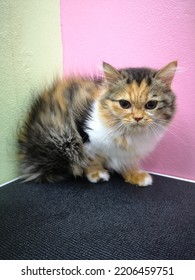 A Little Kitten After Taking A Bath, Blow Dry, Clean, Fragrant, Very Cute.