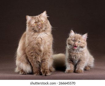 Little Kitten And Big Cat On A Brown Background