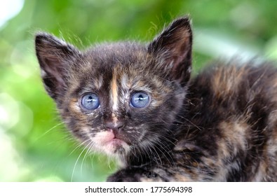 Little Kitten With Blue Sapphire Eyes.