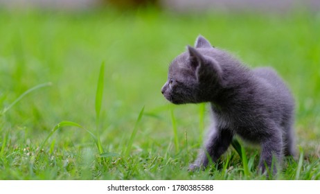 Little Kitten With Blue Sapphire Eyes.