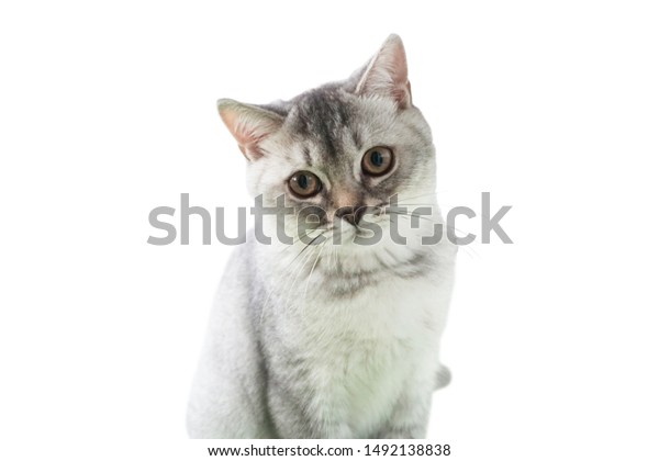 Little Kitten British Shorthair Silver Cat Stock Photo Edit Now