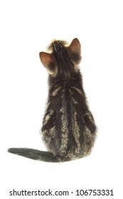 Little kitten closeup from the back isolated over white