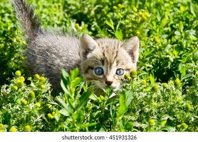 little kitten in the grass