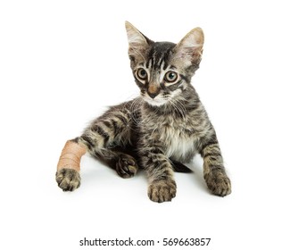 Little Kitten With Injured Hind Leg In Ace Bandage