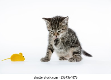 Bilder Stockfotos Und Vektorgrafiken Hund Katze Maus