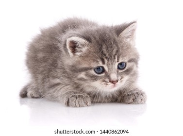 Little kitten isolated on white background. Tabby cat baby - Shutterstock ID 1440862094