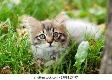 The little kitten lies in the grass and looks into the camera with a selective focus