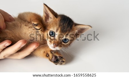 A little kitten lies on a human hand, raising its paws. Purebred Abyssinian brown-red kitten with green eyes. The cat is looking at the camera. Photo on a white background.