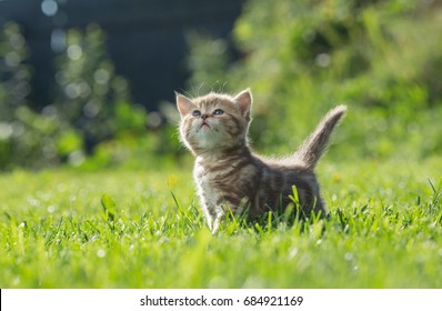 Little kitten looking up in green grass - Powered by Shutterstock