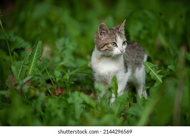 Little Kitten On A Green Lawn.Odessa Ukraine