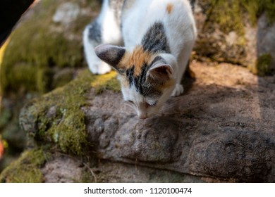 Little kitten on mossy stone ready to jump. Kitty plays in natural park. Curious cat in Angkor Wat temple. Stray cat living in archaeological site. Homeless white kitten. Domestic pet in wild nature
