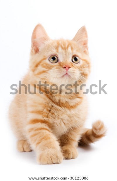 Little Kitten On White Background Stock Photo (edit Now) 30125086