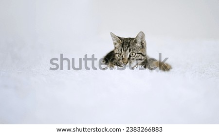 Similar – Image, Stock Photo Siberian Forest Cat Kittens