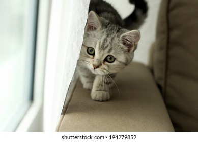 a little kitten peeking from behind the curtain 