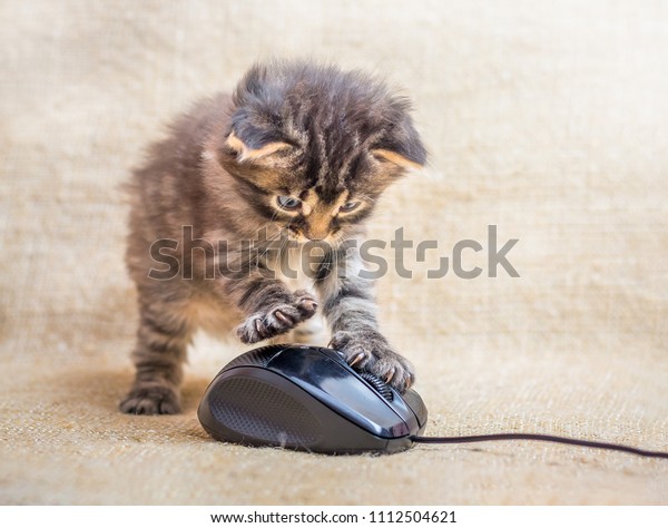 Un Petit Chaton Est Joue Avec Photo De Stock Modifiable