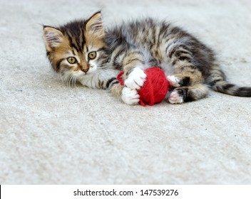 Little Kitten Playing With Ball Of Wool