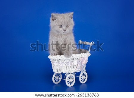 little kitten playing in the stroller