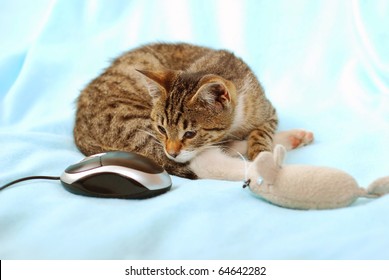 little kitten playing with toy and computer mouse and surprised  looking at computer`s  one