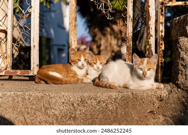 little kitten, red cat. homeless animal. ginger cat. Close-up. the muzzle of a beautiful fluffy cat. - Powered by Shutterstock