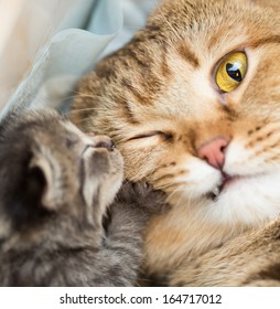 Little Kitten With Shocked Mother Cat